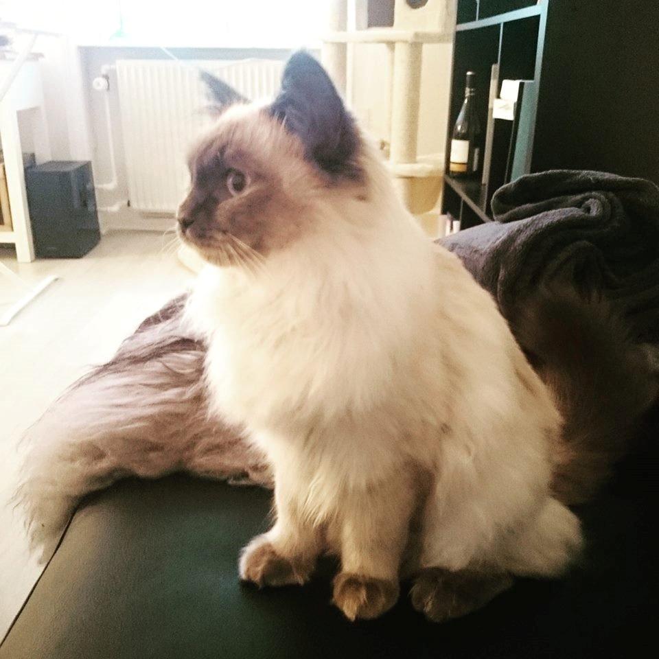 Blanding af racer Dolly billede 14