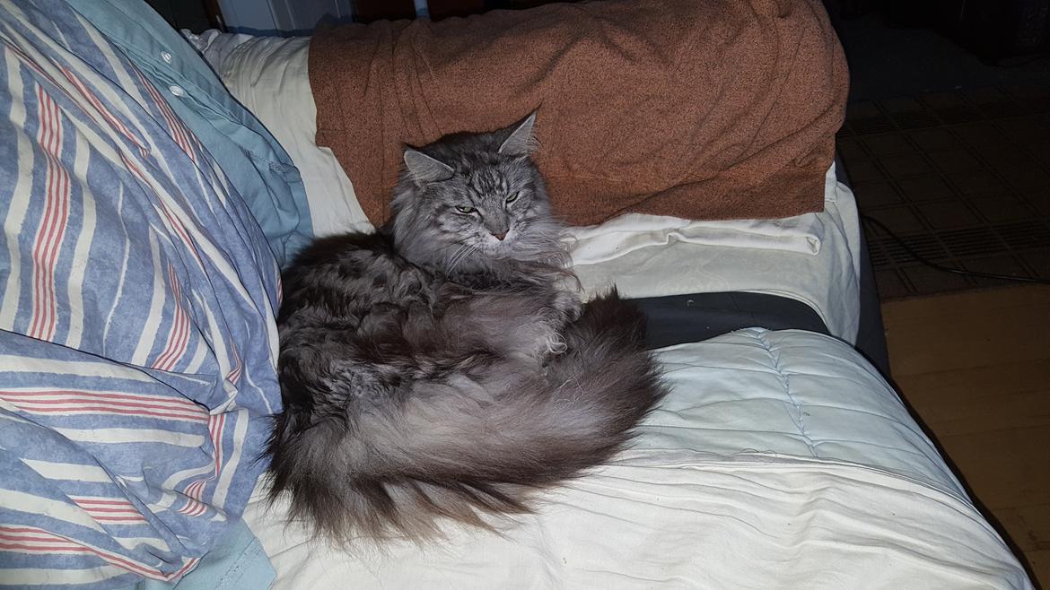 Maine Coon silver billede 21