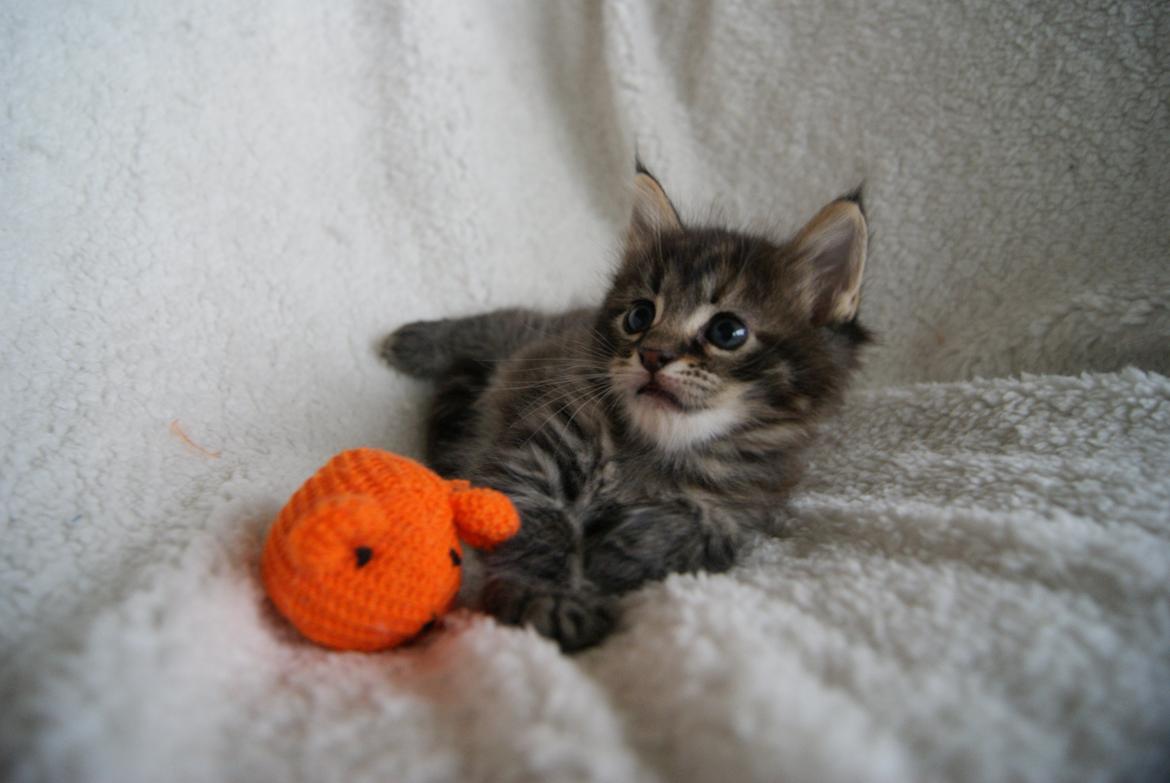 Maine Coon Sonja billede 6