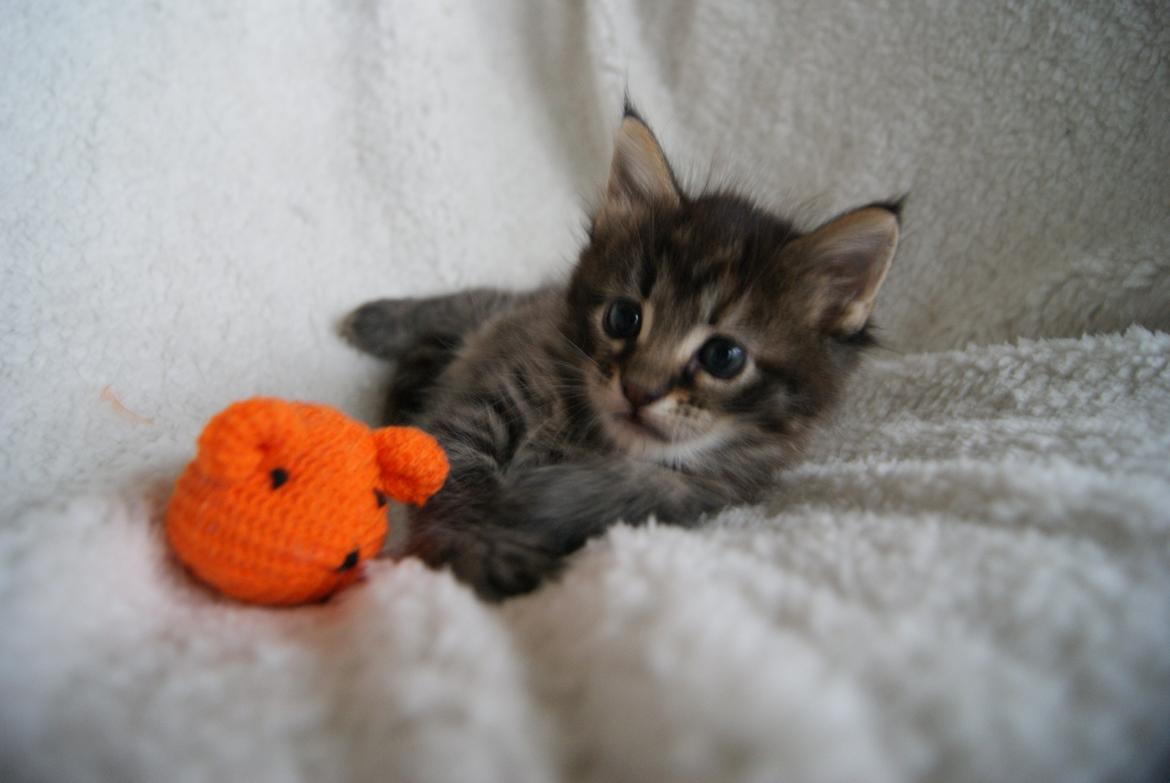 Maine Coon Sonja billede 7