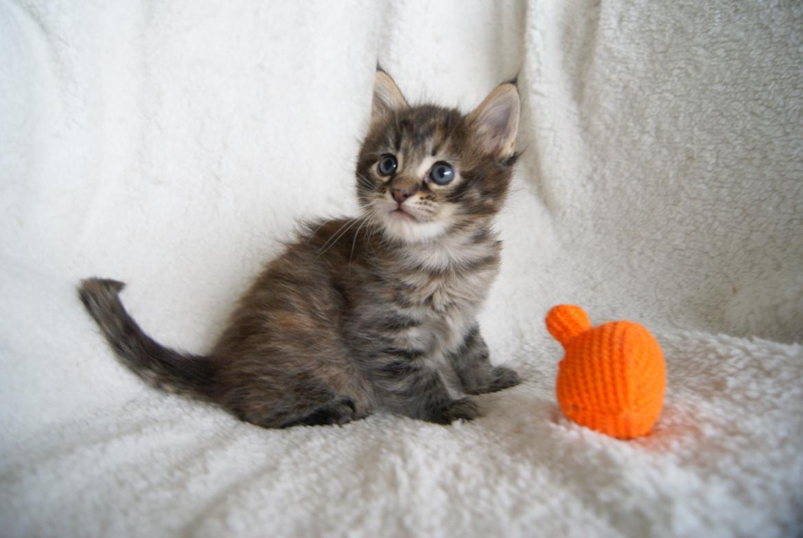 Maine Coon Sonja - Sonja 5 uger - 31.12.2015  billede 8