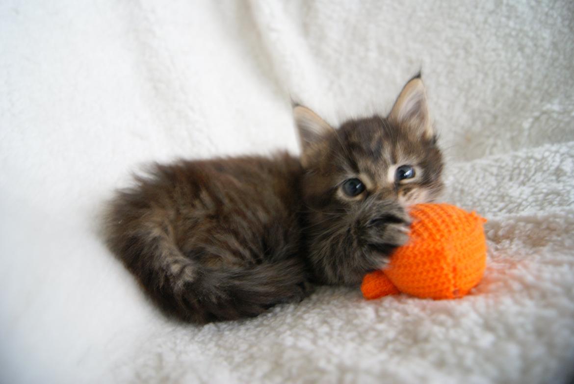 Maine Coon Sonja - Sonja 5 uger - 31.12.2015  billede 9