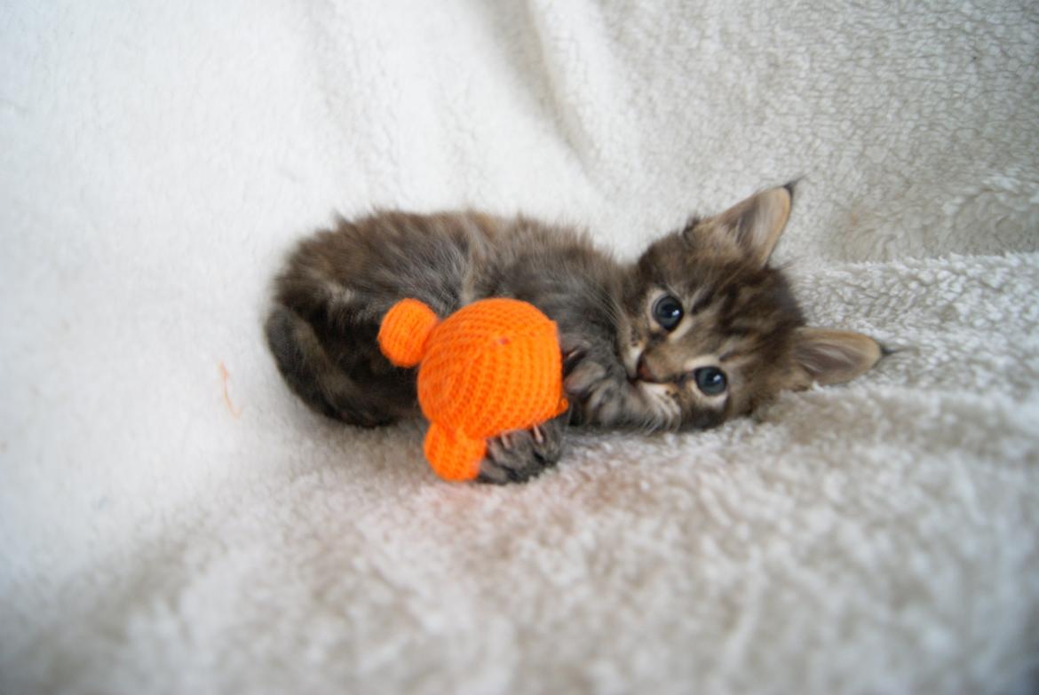 Maine Coon Sonja - Sonja 5 uger - 31.12.2015  billede 10