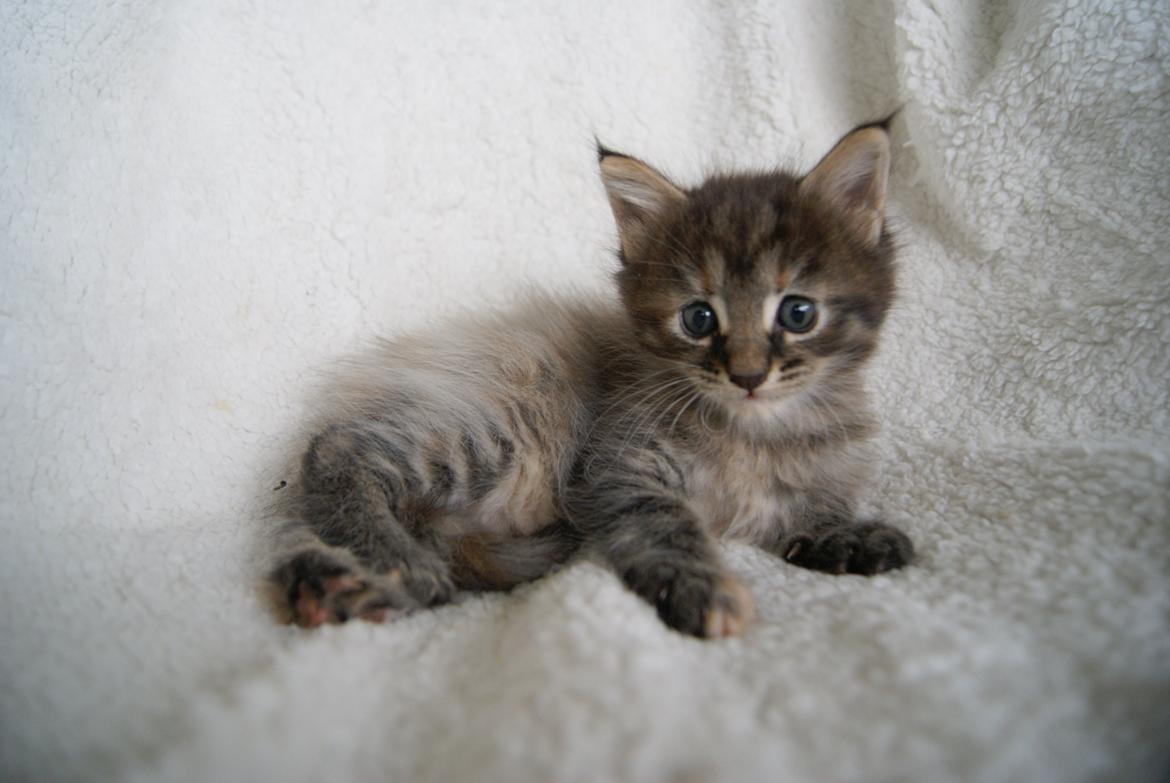 Maine Coon Sally  - Sally 5 uger - 31.12.2015  billede 3