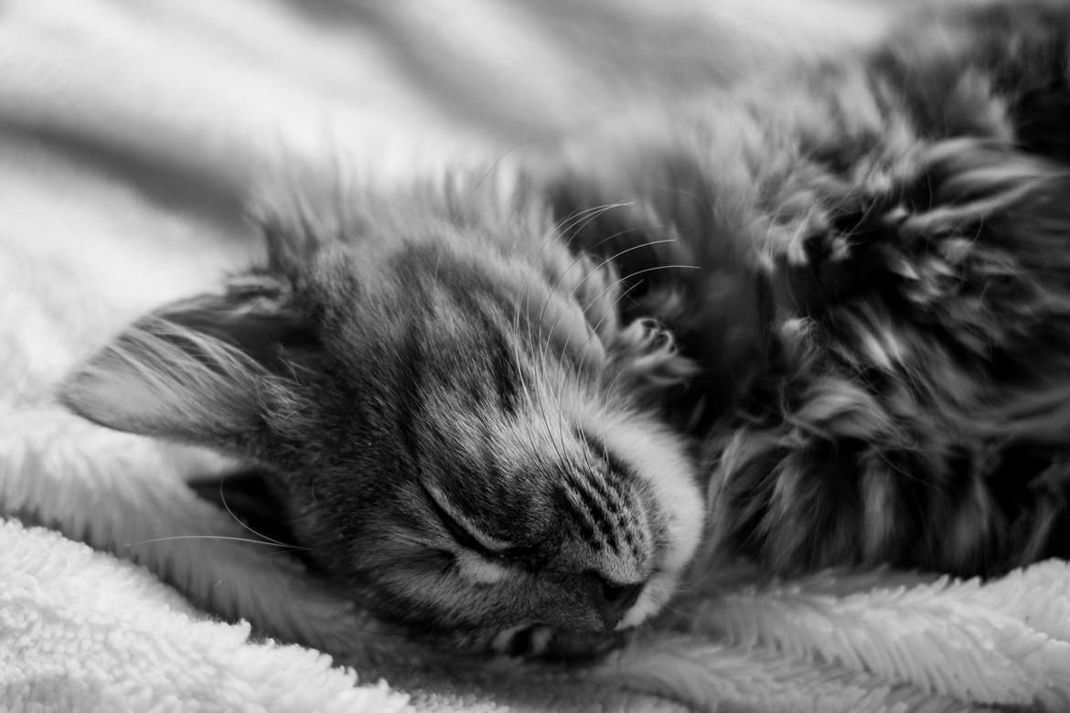 Blanding af racer Marie billede 11