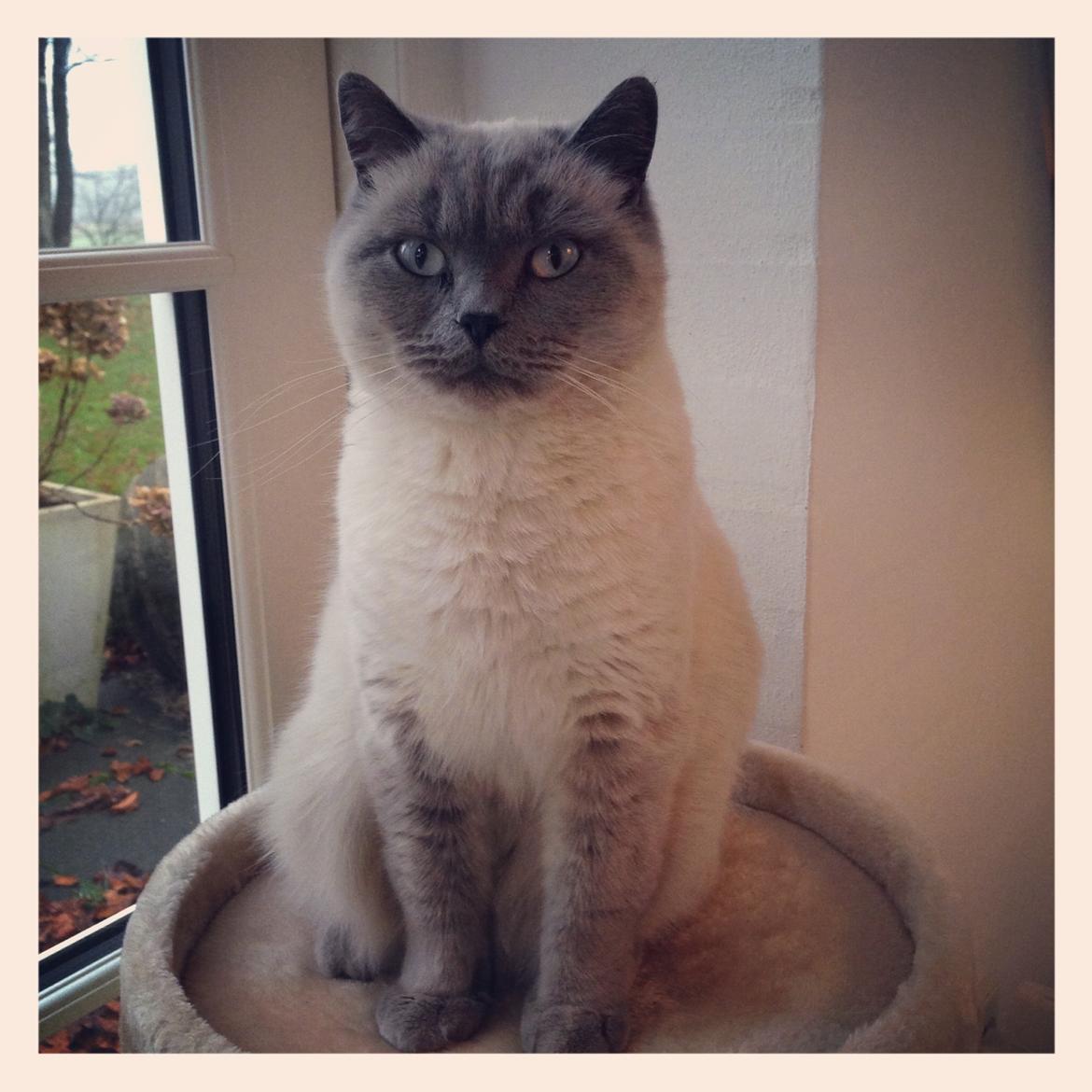 British Shorthair Figi's Bell billede 20