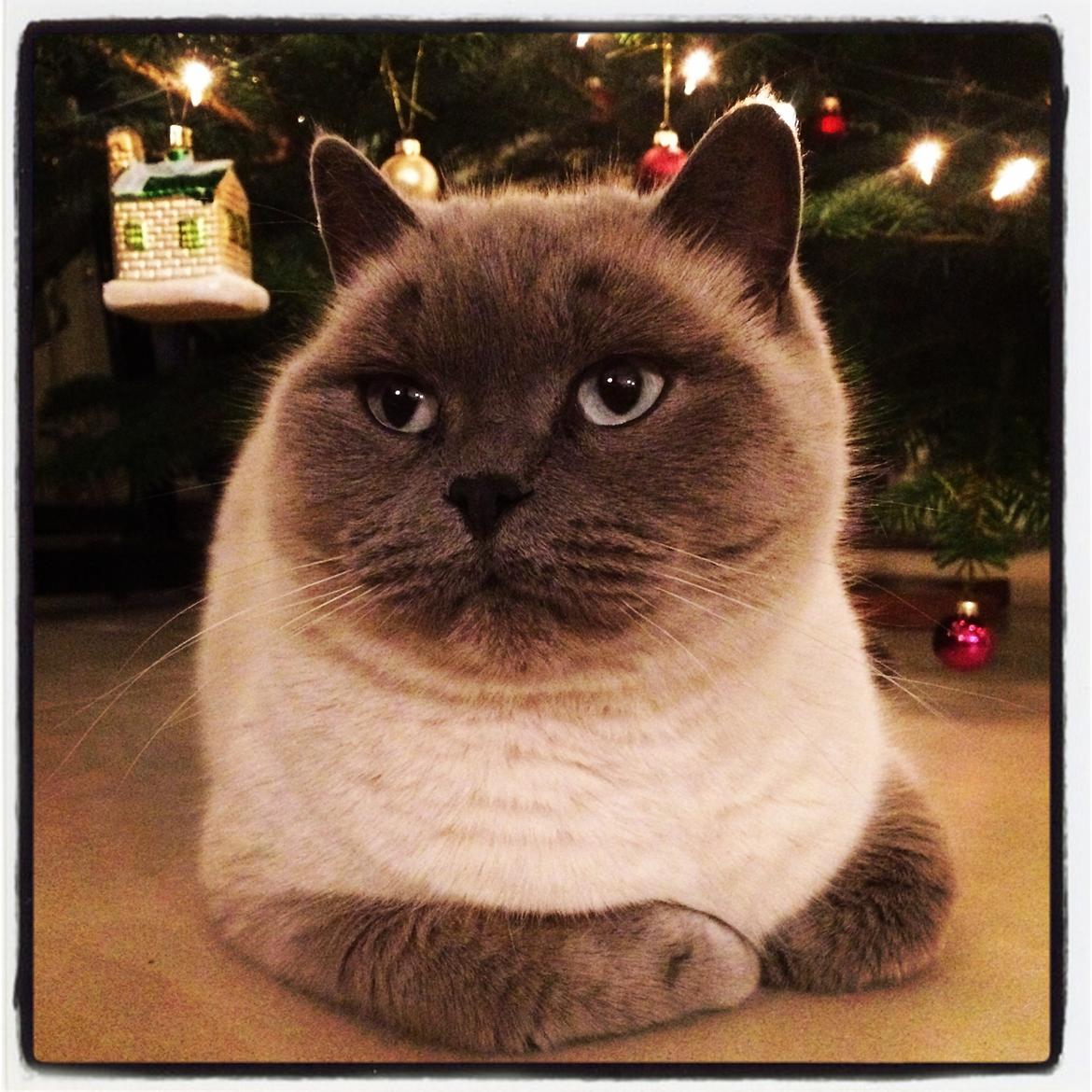 British Shorthair Figi's Bell billede 21