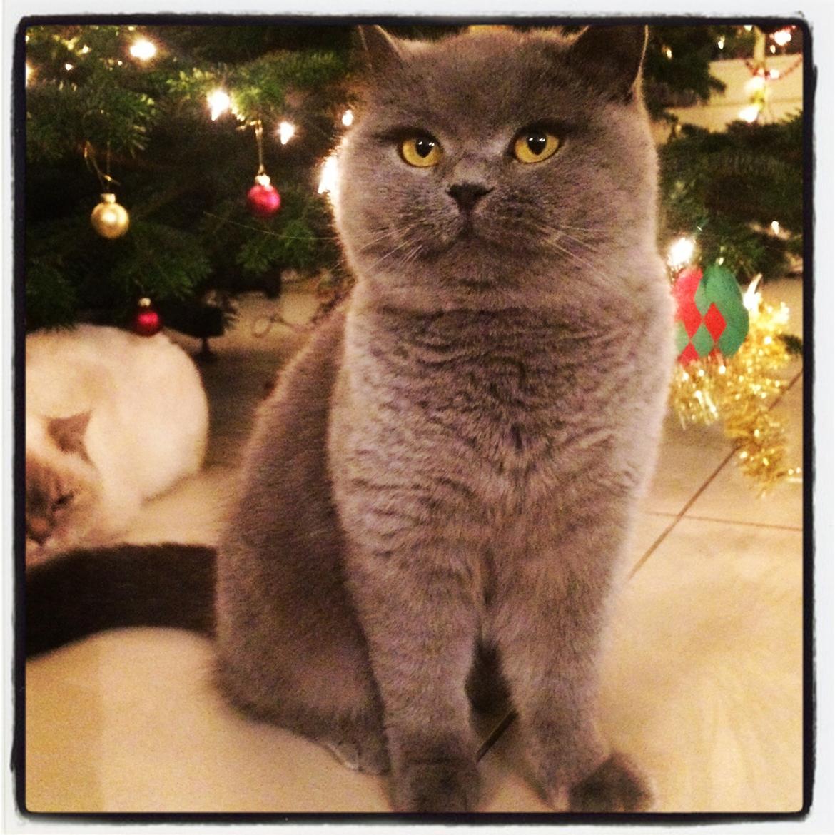 British Shorthair Tinytoons Darling (Cirkeline) billede 18