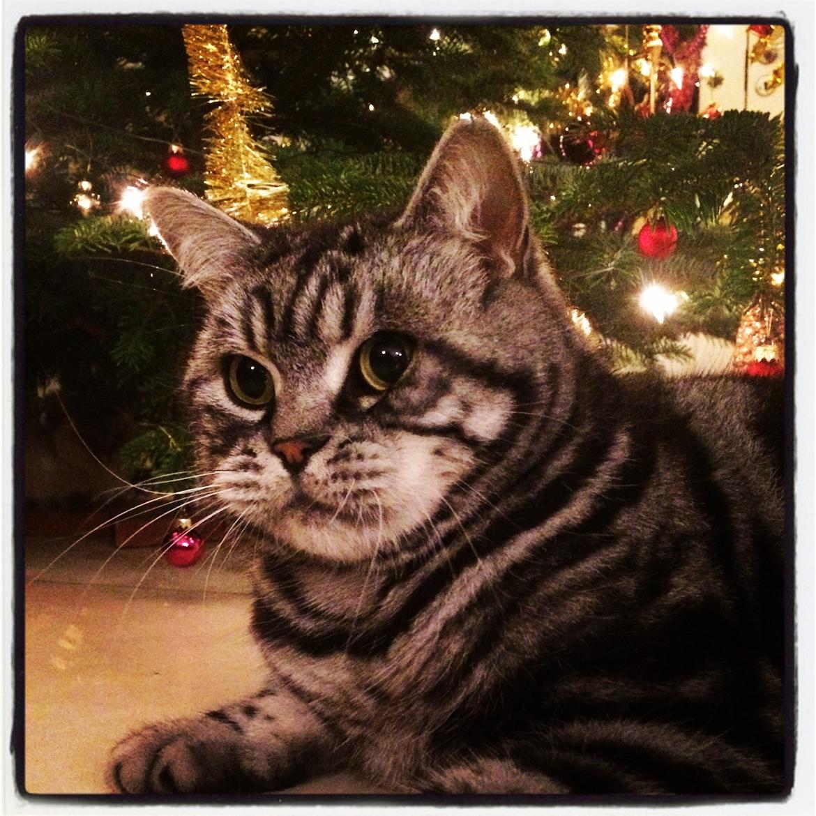 British Shorthair Ditte Marie's Dejlige Aslan billede 21