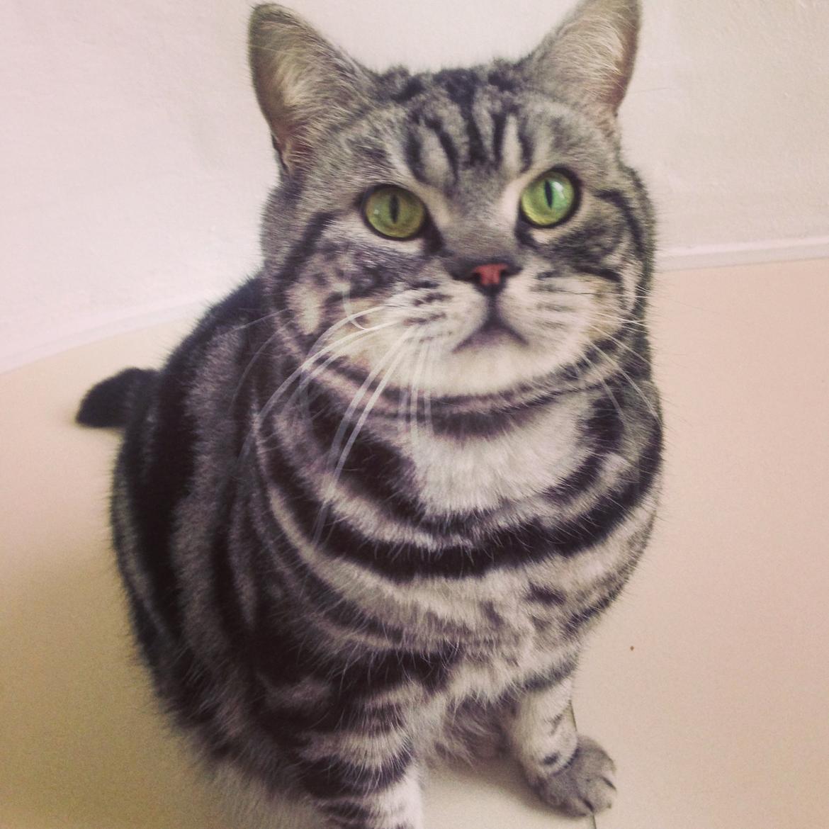 British Shorthair Ditte Marie's Dejlige Aslan billede 20