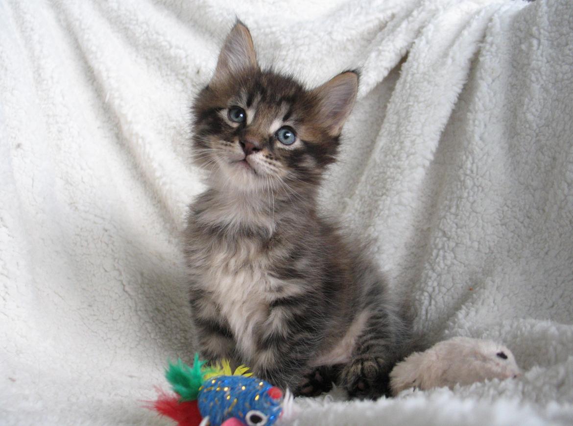 Maine Coon Sigurd - 5 uger + 4 - d. 4 januar 2016 billede 12