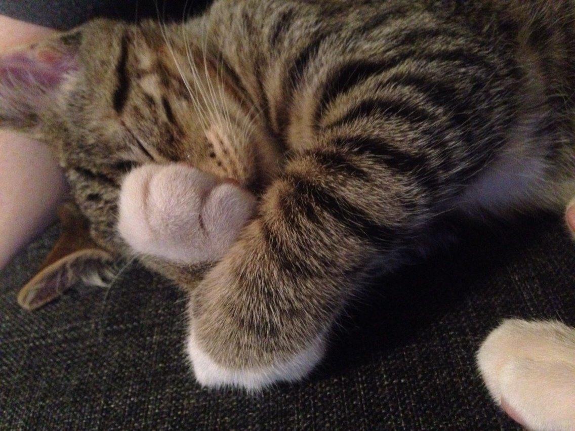 Huskat Tiger billede 11