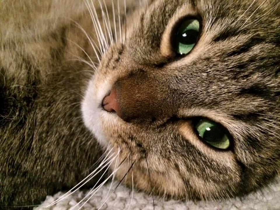 Huskat Ludvig the bulldog billede 22