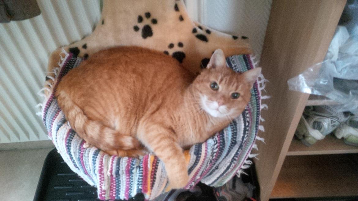 Huskat Felix billede 7