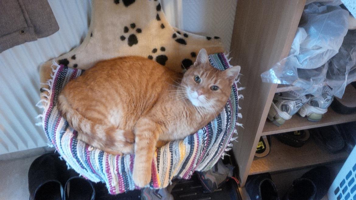 Huskat Felix billede 8