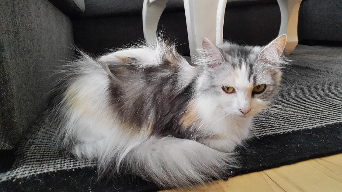 Blanding af racer Tiggi billede 1