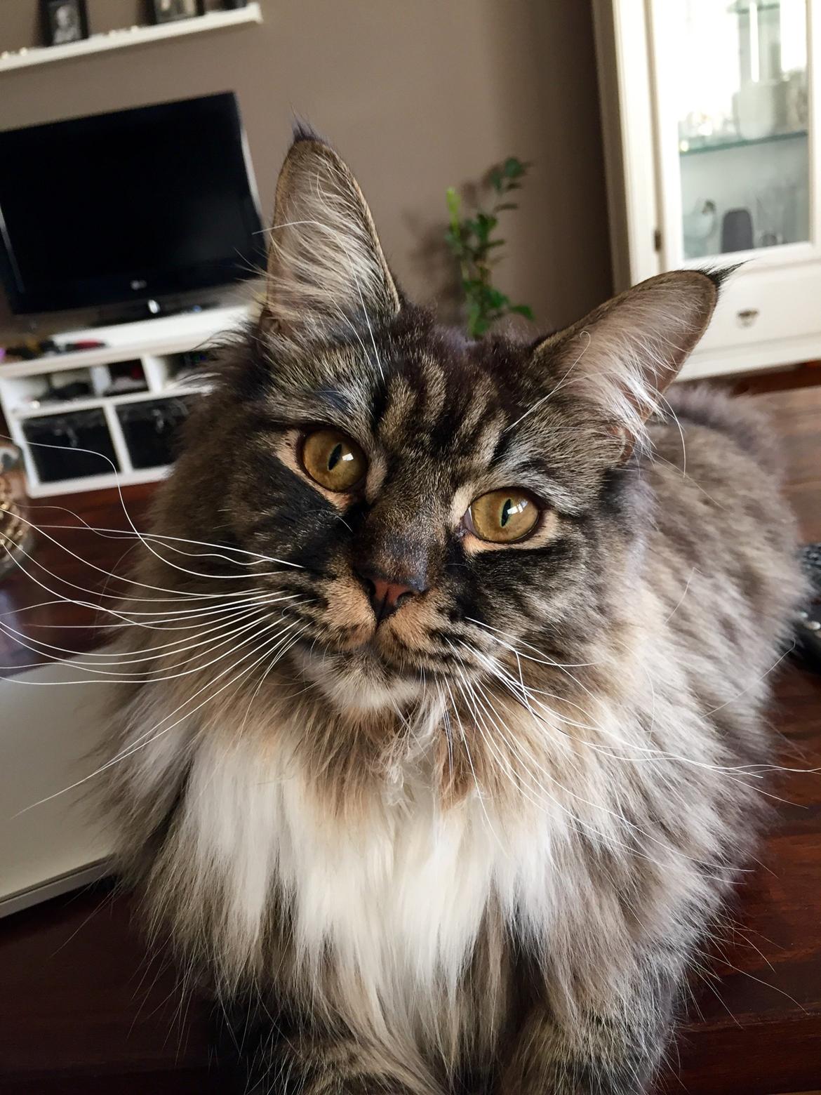 Maine Coon Simba billede 2