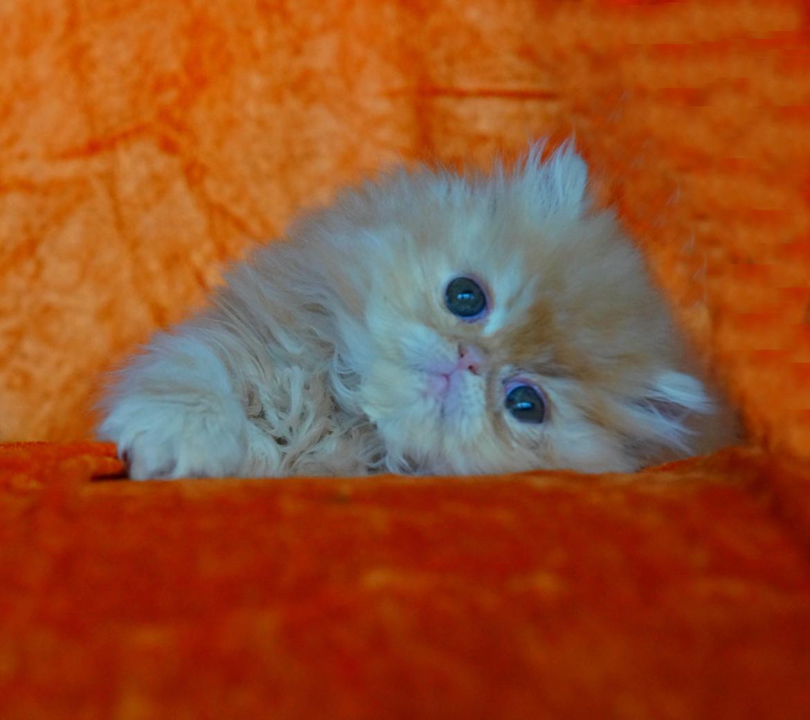 Perser Buddha No. 1 billede 1