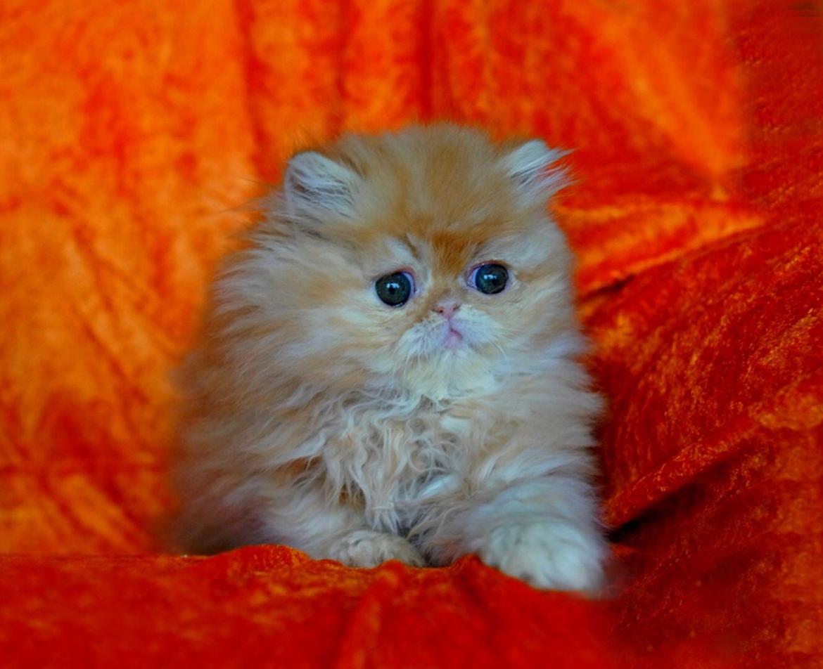 Perser Buddha No. 1 billede 2