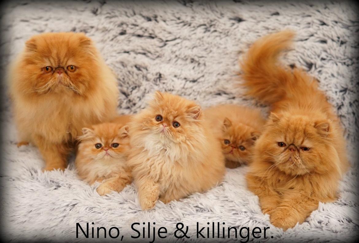 Perser Buddha No. 1 billede 3