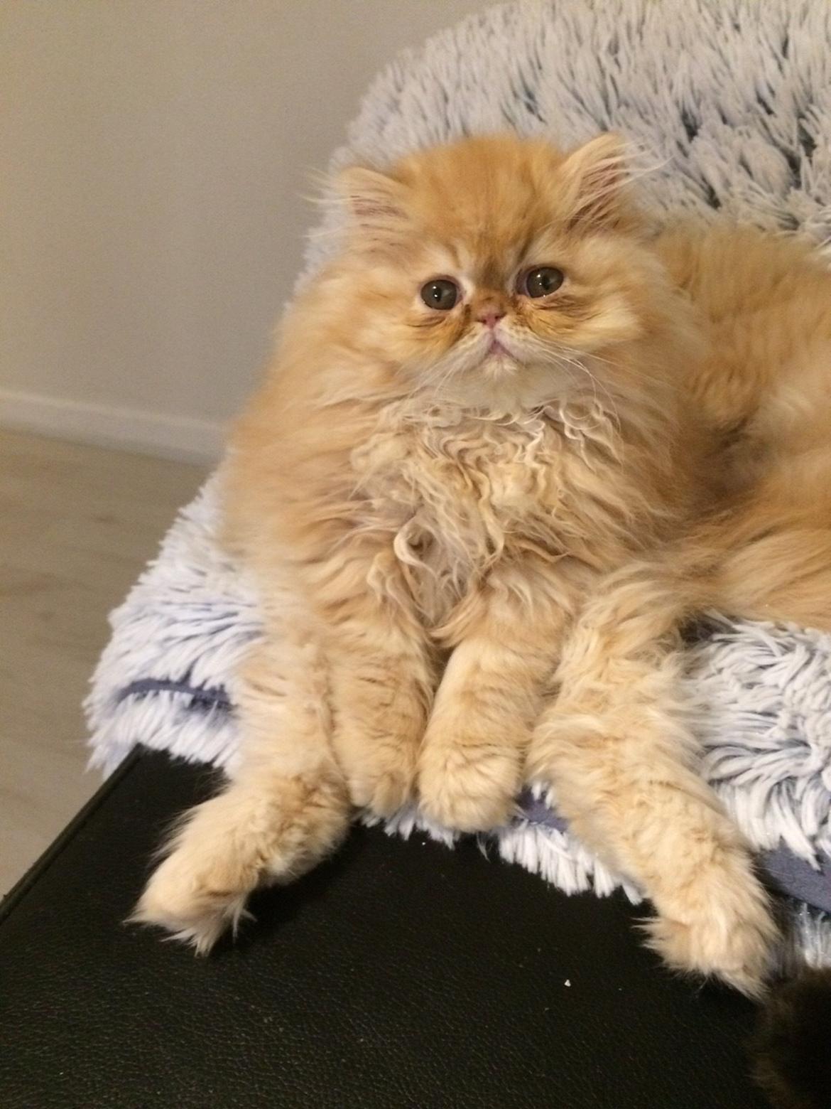 Perser Buddha No. 1 billede 4