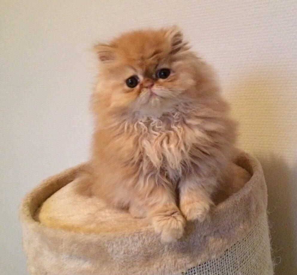 Perser Buddha No. 1 billede 5