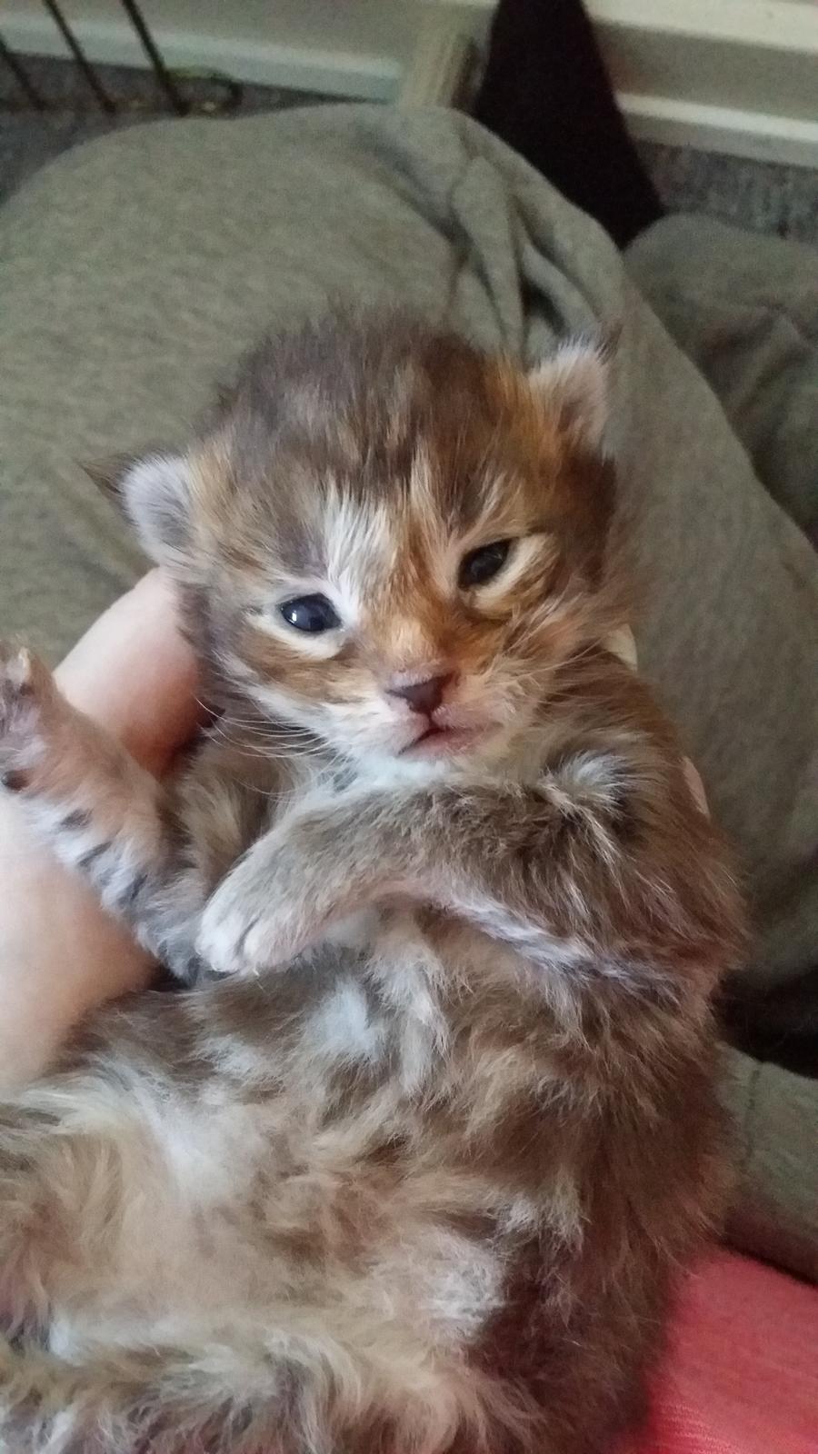 Maine Coon Cody billede 49