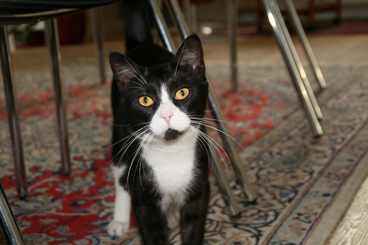 Huskat August (*Forsvundet*) - Elsker dig meget lille hanmis<3 billede 22