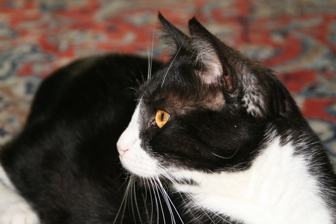 Huskat August (*Forsvundet*) - Elsker det billede 4