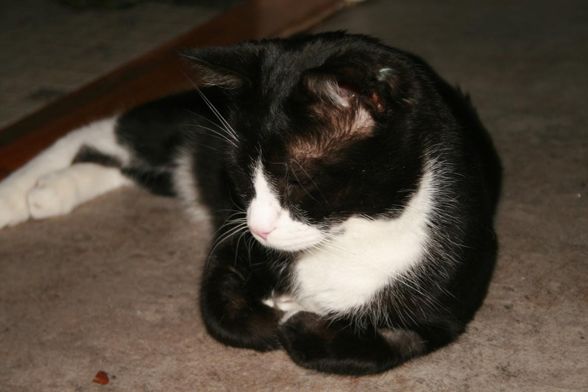 Huskat August (*Forsvundet*) billede 11