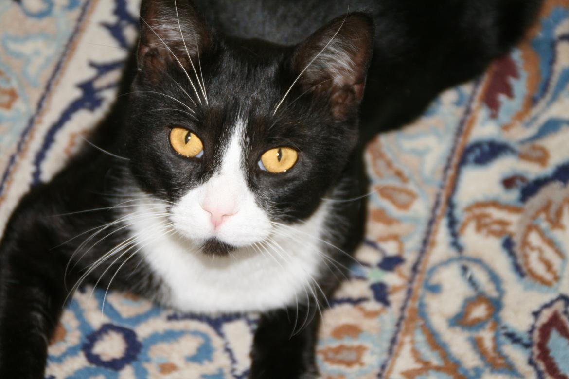 Huskat August (*Forsvundet*) - kig op, kig op mismis <3 billede 14