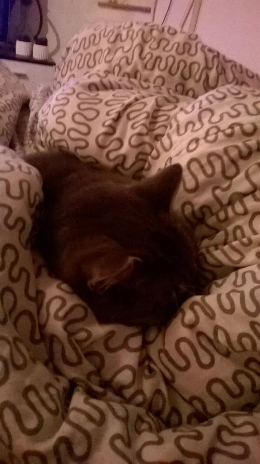 Huskat banditten billede 12