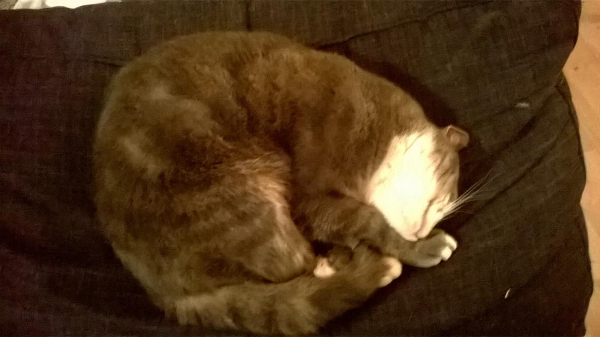 Huskat banditten billede 14