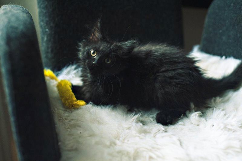 Blanding af racer Hubert billede 9