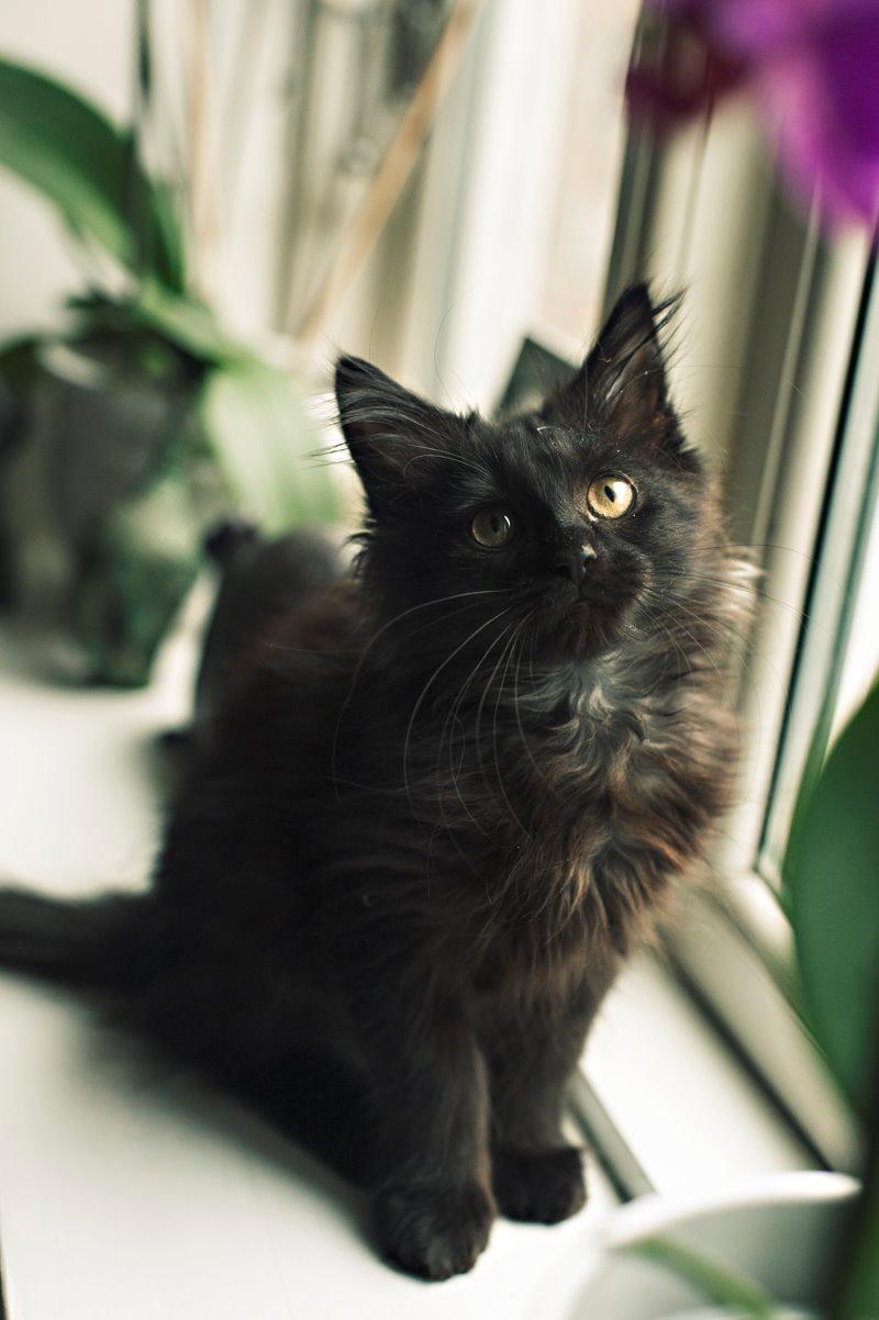 Blanding af racer Hubert billede 6