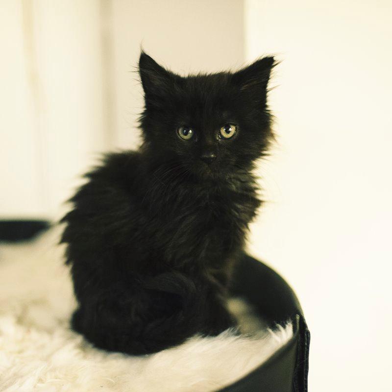 Blanding af racer Hubert - 10 uger gammel! billede 11