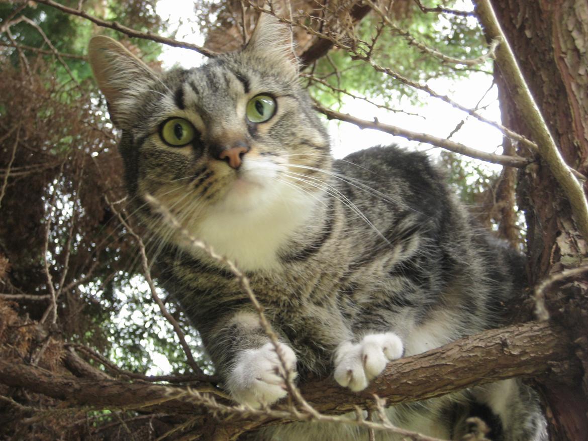 Huskat Emmy billede 1