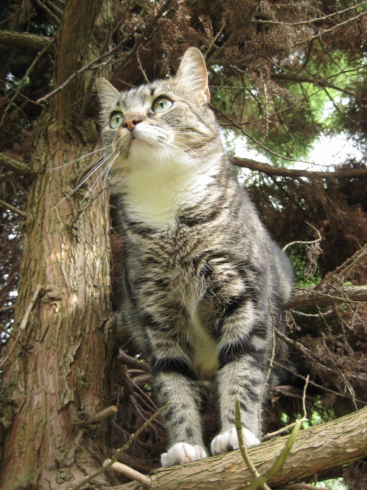 Huskat Emmy billede 2