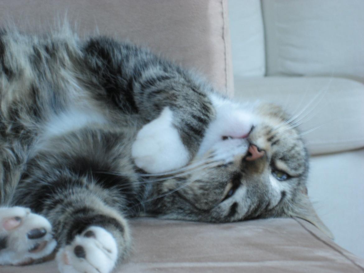 Huskat Emmy billede 3