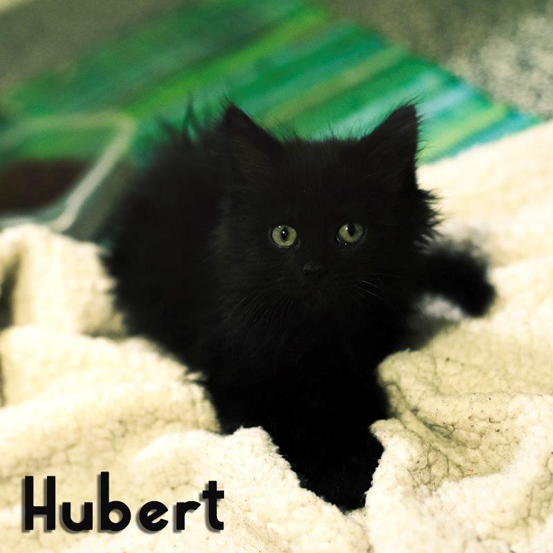 Blanding af racer Hubert billede 12