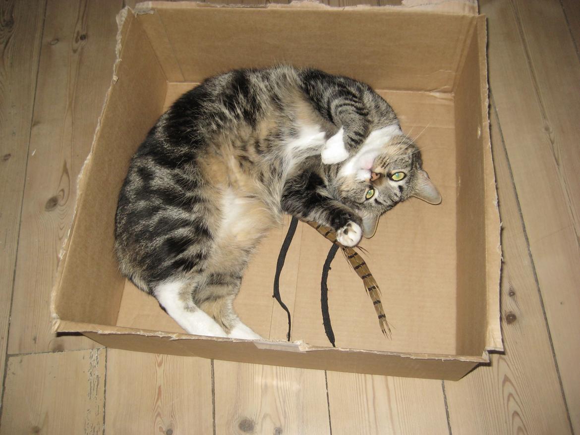 Huskat Emmy billede 4