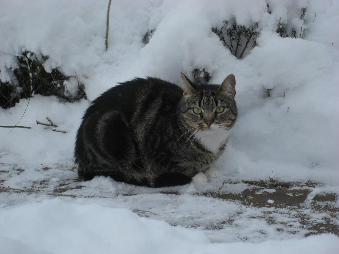 Huskat Emmy billede 5