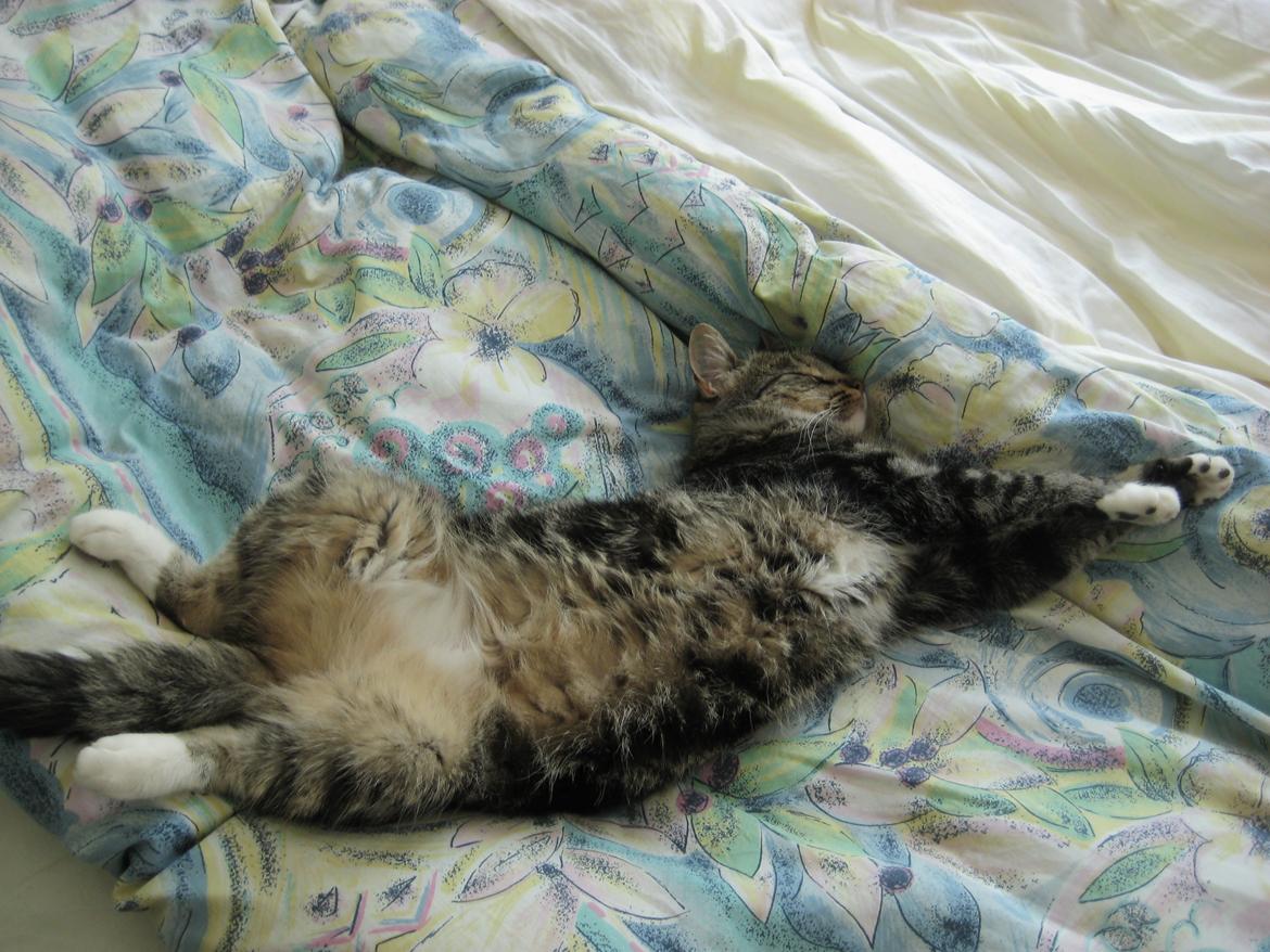 Huskat Emmy billede 6