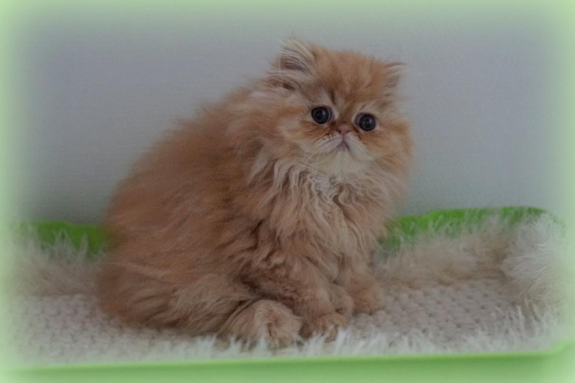 Perser Buddha No. 1 billede 6