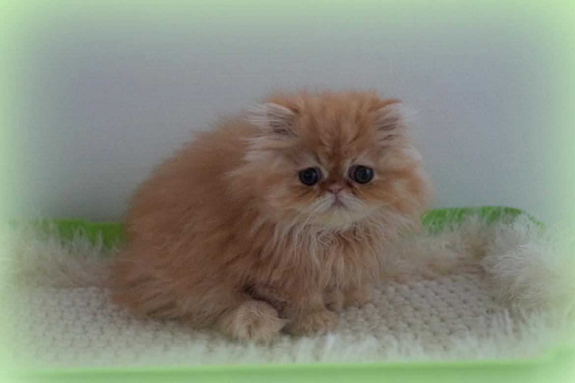 Perser Buddha No. 1 billede 7