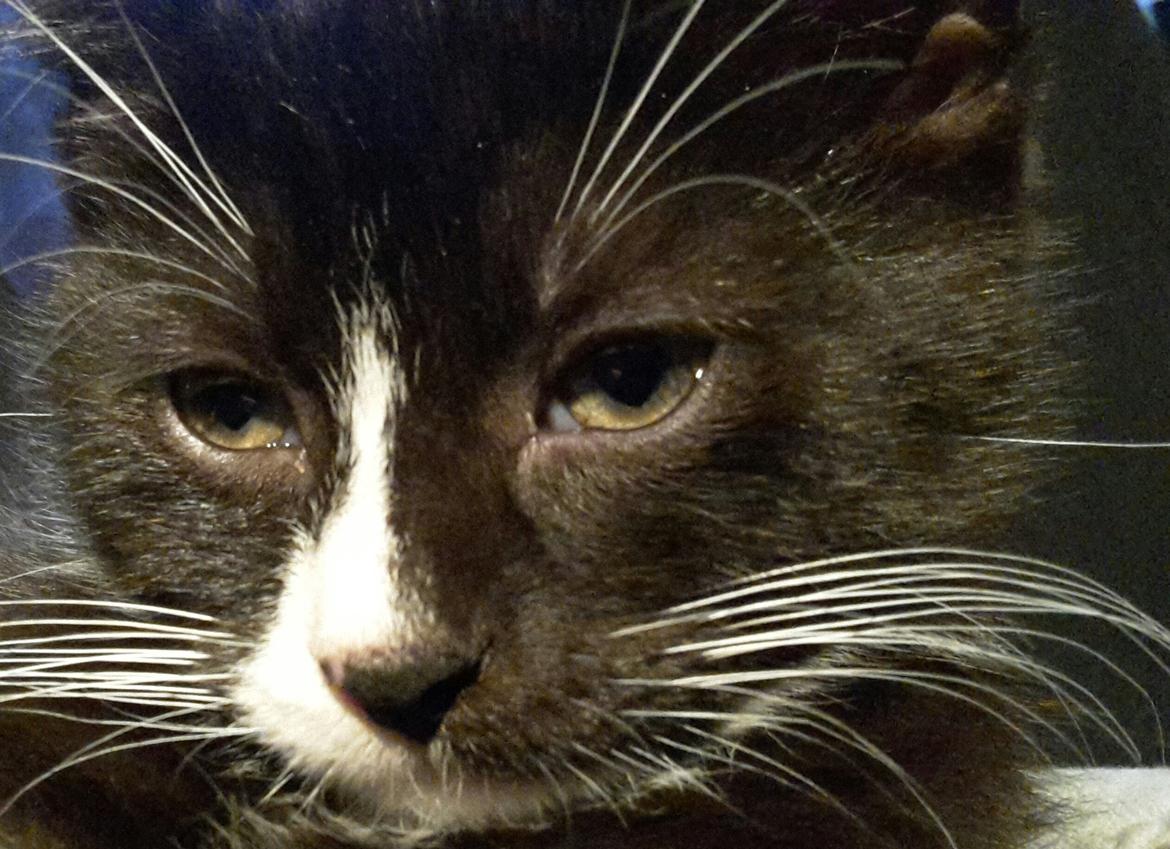 Blanding af racer Ludvig billede 1