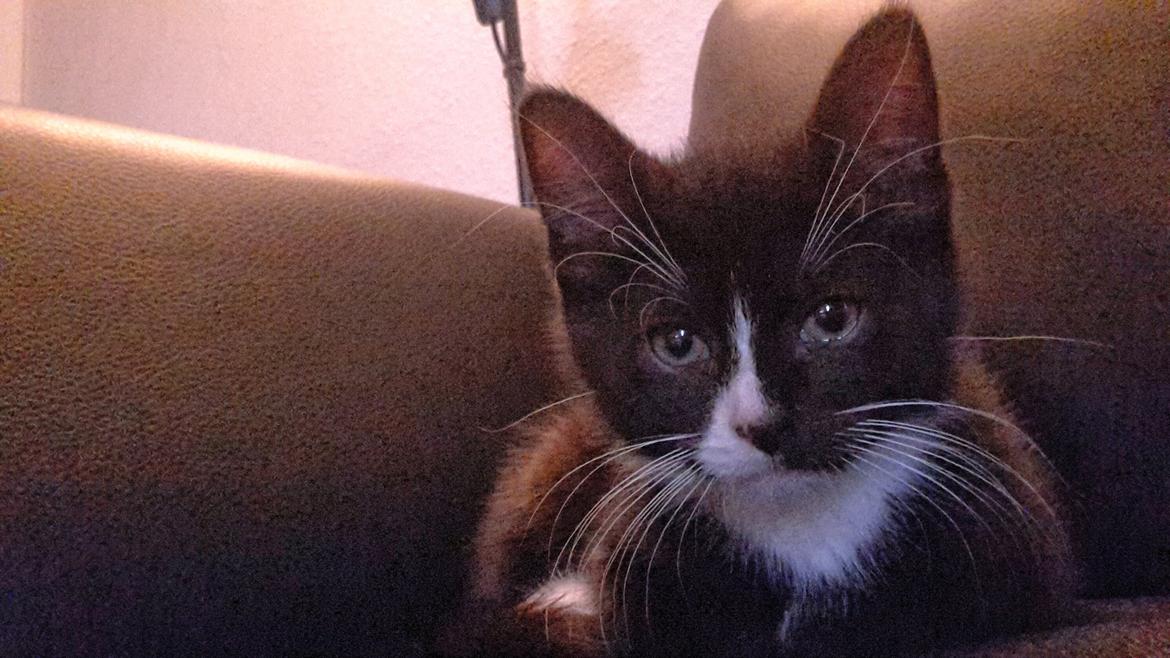 Blanding af racer Ludvig billede 2