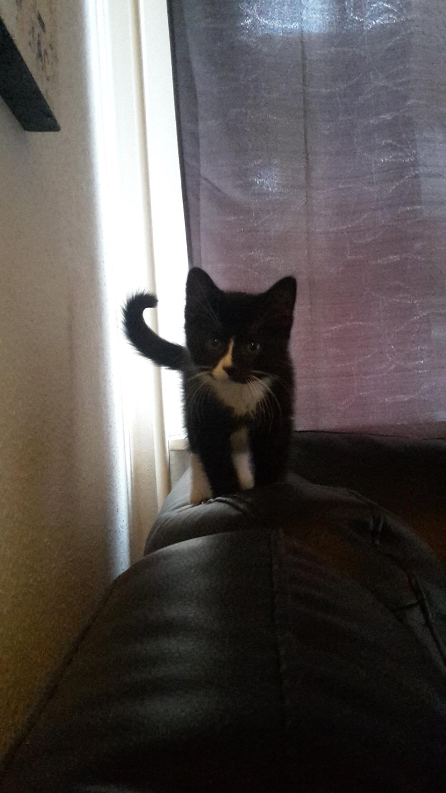 Blanding af racer Ludvig billede 3