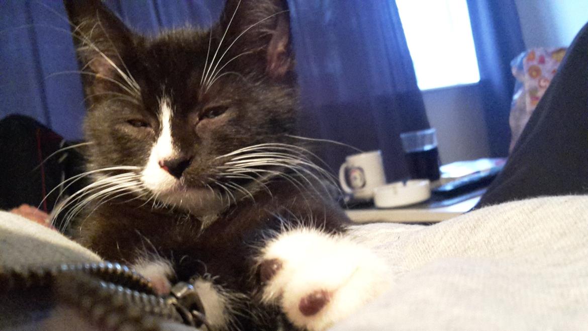 Blanding af racer Ludvig billede 4