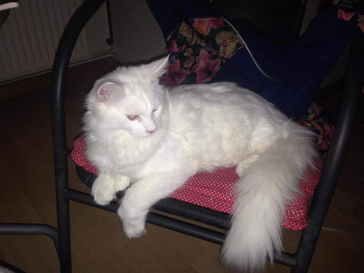 Maine Coon Tomle billede 24